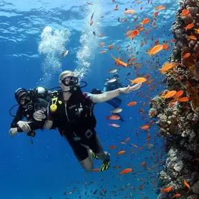 reef 2