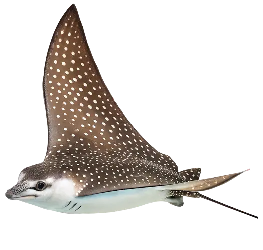 Spotted eagle ray