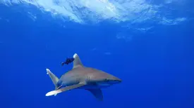 wreck