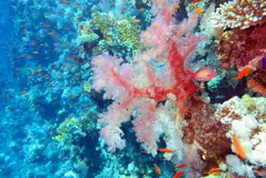 wreck
