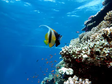 Corals Experience