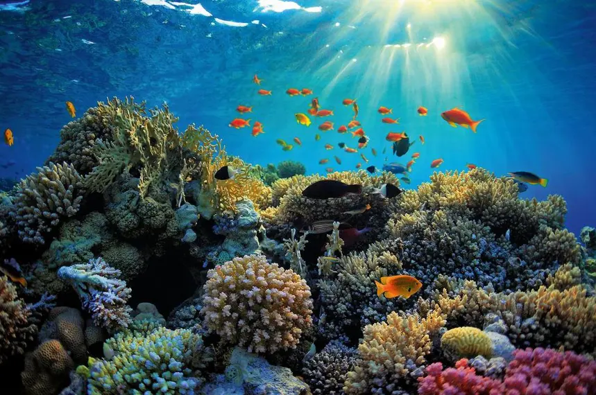 Corals Experience - Beautiful coral reef formations