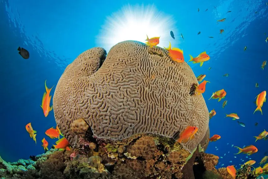 Corals Experience - Beautiful coral reef formations