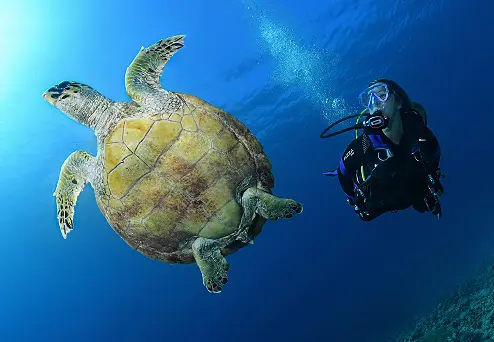 Corals Experience - Beautiful coral reef formations
