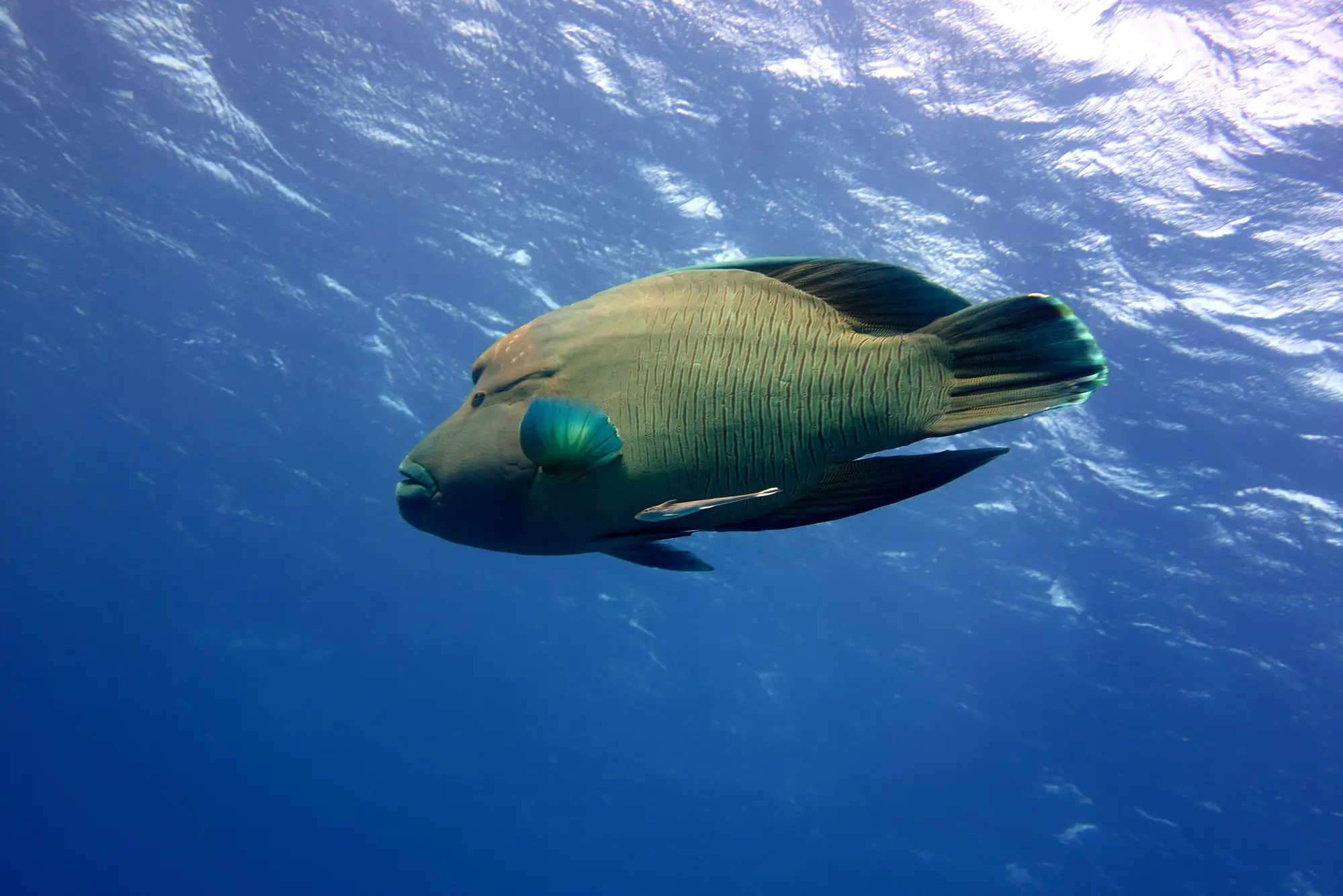 reef 2