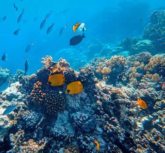 reef 2