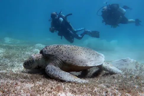 First Dive, First Discovery: Beginner Journeys in the Red Sea