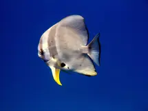 dive center